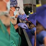 کلینیک دامپزشکی پوست و  چشم دکتر دبیری