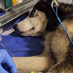 کلینیک دامپزشکی پوست و  چشم دکتر دبیری