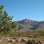 میشو داغ و مورو داغ