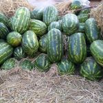 تره بار فروشی فتحی