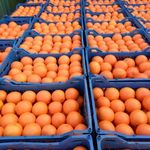 تره بار فروشی فتحی