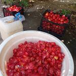 تیام مارکت فروشگاه گردوعسل وخشکبار