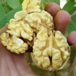 تیام مارکت فروشگاه گردوعسل وخشکبار