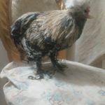 خرید و فروش حیوانات مزرعه مرغ.خروس وجوجه