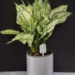 گل فروشی نسترن