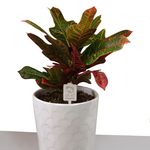 گل فروشی نسترن