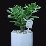 گل فروشی نسترن