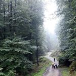 پارک جنگلی نمک آبرود