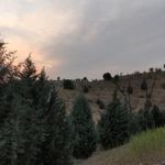 بوستان جنگلی شیان