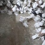 هتل پانسیون دهکده سبز