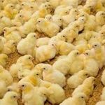 تجهیزات مرغداری مقدم