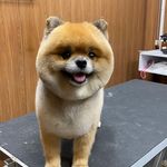 آرایشگاه تخصصی حیوانات امیر مهرابی