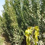 نهالستان یاران