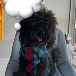 پت شاپ و آرایشگاه حیوانات مهندس گمشادزهی