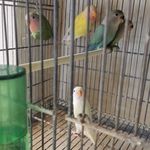 پرورش طوطی برزیلی