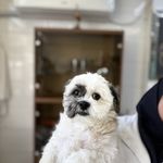 درمانگاه دامپزشکی های پت