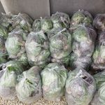 گلخانه هیدروپونیک شیرعلی حیدری