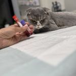 کلینیک دامپزشکی تخصصی نیک پلاس