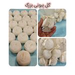 اجرا انواع گیفت مراسمات ملکه شع ها