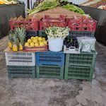 میوه وتربار