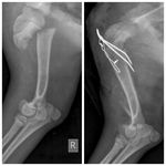 کلینیک دامپزشکی دنا