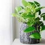 فروش گل و گیاه کرج