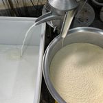 دامداری گاو شیری  رحمانی