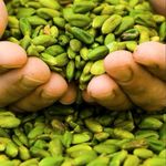 صادرات خشکبار یاقوت