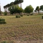 فروش یونجه جودکی