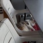 هتل پانسیون تخصصی گربه آنیلا