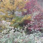 اقامتگاه اکولوژ ساسنگ