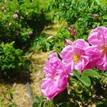 عرقیات گیاهی و محصولات ارگانیک طاهر