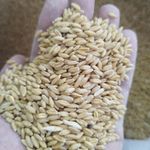 ملزومات حیوانات خانگی حقی (پتشاپ)