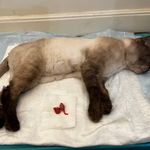 کلینیک دامپزشکی پاندورا