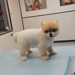 آرایشگاه حیوانات خانگی ادریس پت گرومینگ