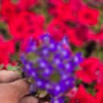 باغ فدک کاشان