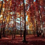 پارک بابا امان