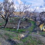 کریمو