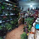 گلفروشی گل سرای یاس