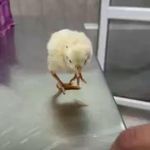 راگا وت کلینیک(ویزیت در محل)