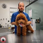 کلینیک دامپزشکی رد کارپت