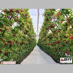 شرکت تولید نایلون مالچ درختی و کشاورزی