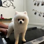 کلینیک دامپزشکی پاندورا