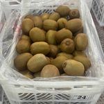 ارش فتحی میانکوه کیوی صادراتی