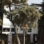 کافه و رستوران شانو