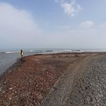 ساحل شفارود