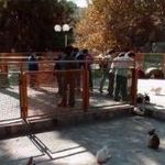 قفس پرندگان ساعی