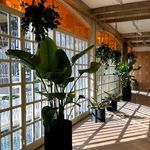 مؤسسه یوگا آناندا (بانوان و آقایان)