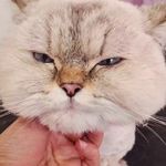 آرایشگاه حیوانات خانگی و پت شاپ پتیوا