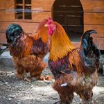 باغ پرندگان پارک شهر